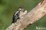 Grote Bonte Specht (Dendrocopos major)