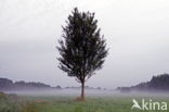 Beekdal Oude Diep Het Drentse Landschap