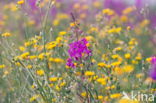 Wilgeroosje (Chamerion angustifolium)