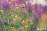 Rosebay Willowherb (Chamerion angustifolium)