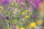 Rosebay Willowherb (Chamerion angustifolium)