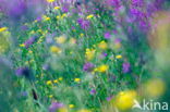 Rosebay Willowherb (Chamerion angustifolium)