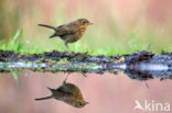 European Robin (Erithacus rubecula)