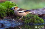 Hawfinch (Coccothraustes coccothraustes)