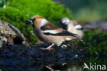 Hawfinch (Coccothraustes coccothraustes)