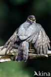 Sperwer (Accipiter nisus)