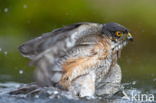 Sperwer (Accipiter nisus)