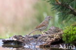 Song Thrush (Turdus philomelos)