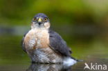 Sperwer (Accipiter nisus)