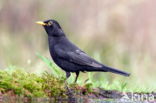 Merel (Turdus merula)