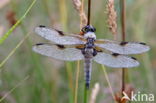 Viervlek (Libellula quadrimaculata)