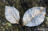 Gewone vogelkers (Prunus padus)