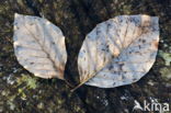 Gewone vogelkers (Prunus padus)