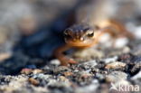 Salamander (Caudata)