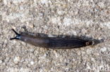slak (gastropods Gastropoda)