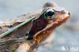 Bruine kikker (Rana temporaria)