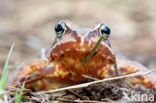 Bruine kikker (Rana temporaria)