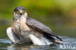 Sparrow Hawk (Accipiter nisus)