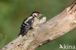 Grote Bonte Specht (Dendrocopos major)