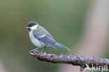 Great Tit (Parus major)