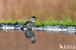 Blackcap (Sylvia atricapilla)