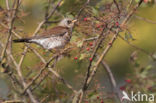 Fieldfare (Turdus pilaris)