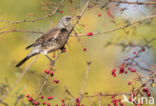 Fieldfare (Turdus pilaris)