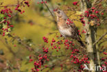 Kramsvogel (Turdus pilaris)