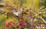 Fieldfare (Turdus pilaris)