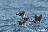 Long-tailed Duck