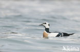 Steller s Eider (Polysticta stelleri)