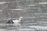 Steller s Eider (Polysticta stelleri)