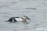 Steller s Eider (Polysticta stelleri)