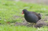 Waterhoen (Gallinula chloropus)