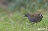 Waterrail (Rallus aquaticus)