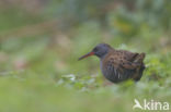 Waterrail (Rallus aquaticus)