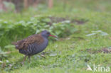 Waterrail (Rallus aquaticus)