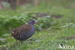 Waterrail (Rallus aquaticus)