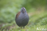 Waterrail (Rallus aquaticus)