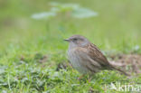 Dunnock