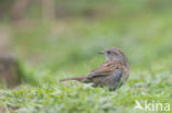 Dunnock