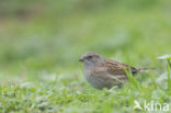 Dunnock