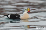 King Eider (Somateria spectabilis)