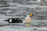 King Eider (Somateria spectabilis)