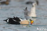 King Eider (Somateria spectabilis)