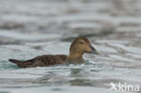 King Eider (Somateria spectabilis)