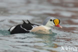 King Eider (Somateria spectabilis)