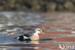 King Eider (Somateria spectabilis)