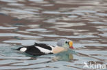 King Eider (Somateria spectabilis)