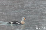 King Eider (Somateria spectabilis)